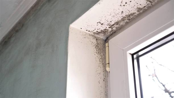Best Same-Day Mold Removal  in Honeyville, UT