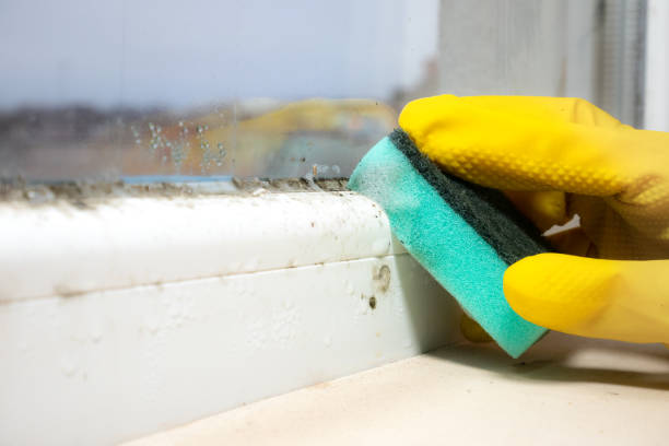 Best Mold Damage Repair  in Honeyville, UT