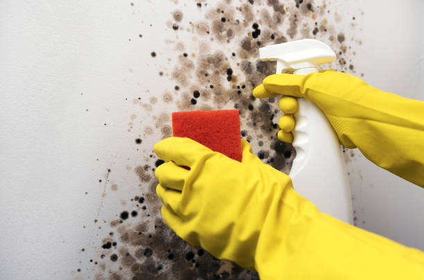 Best Toxic Mold Removal  in Honeyville, UT