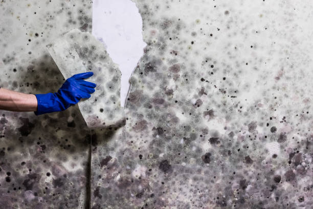 Best Residential Mold Removal  in Honeyville, UT